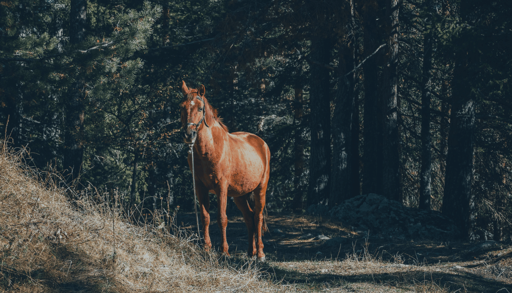 The Status Engine | Part 3: Falling Off the High Horse